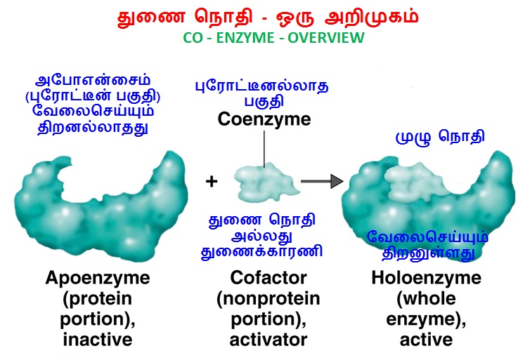 Diferencia entre coenzima y cofactor