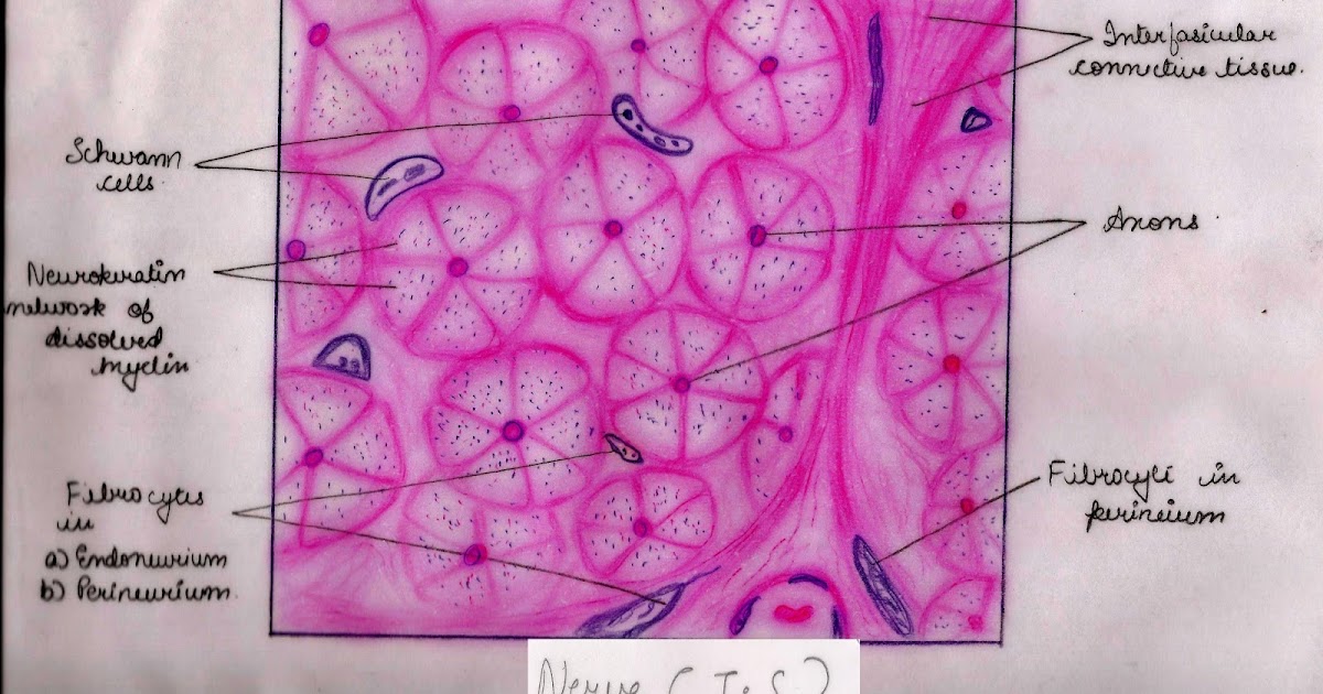 Histology Image: Nervous tissue