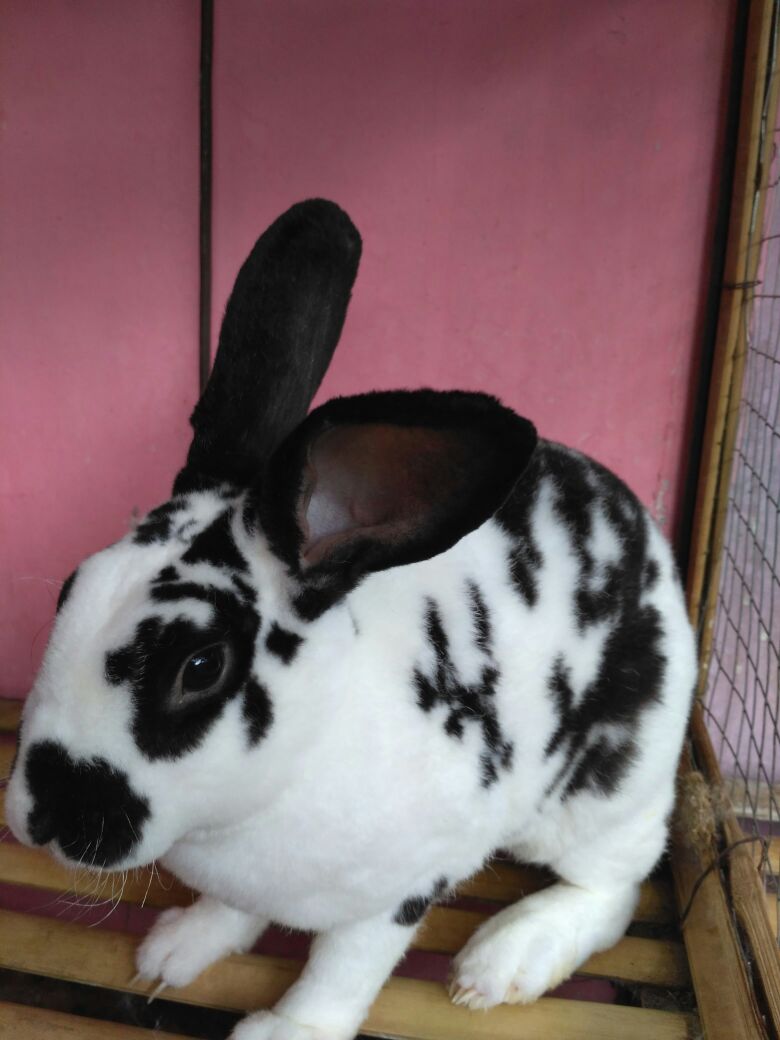 Jual Kelinci Hias Online Murah Di Bsd 0813 8471 7313 Jenis