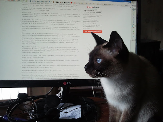 Команда котов помогла чайнику-программисту