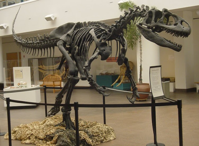 New data for old bones: How the famous Cleveland-Lloyd dinosaur bone bed came to be New data for old bones: How the famous Cleveland-Lloyd dinosaur bone bed came to be
