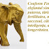 Feng Shui: Simbolul şi amplasarea statuetei elefantului