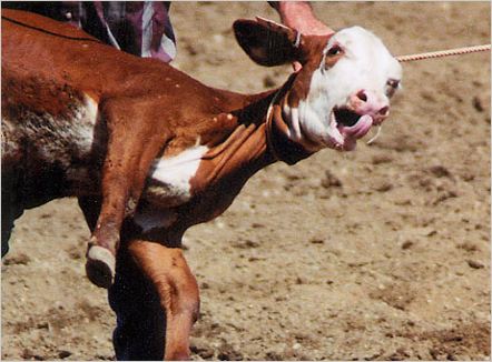 NÃO EXISTE RODEIO SEM CRUELDADE!