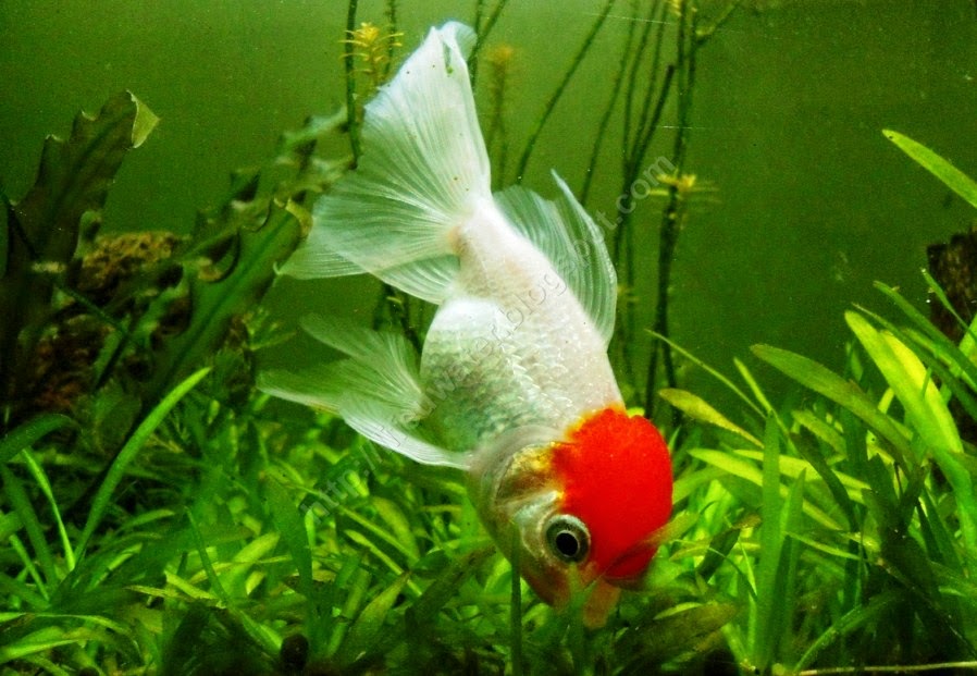 Life under the blue water Oranda Goldfish Oranda Goldfish Care