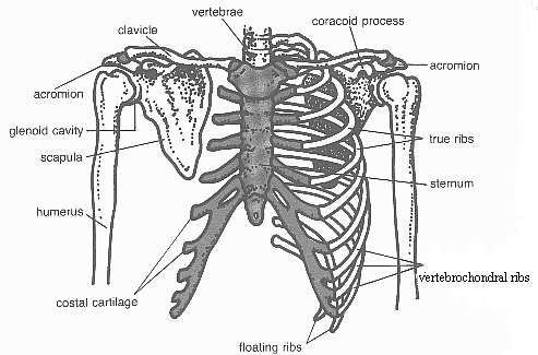 Principles of Human Anatomy and Physiology: CHAPTER 7: Anatomy of Bones