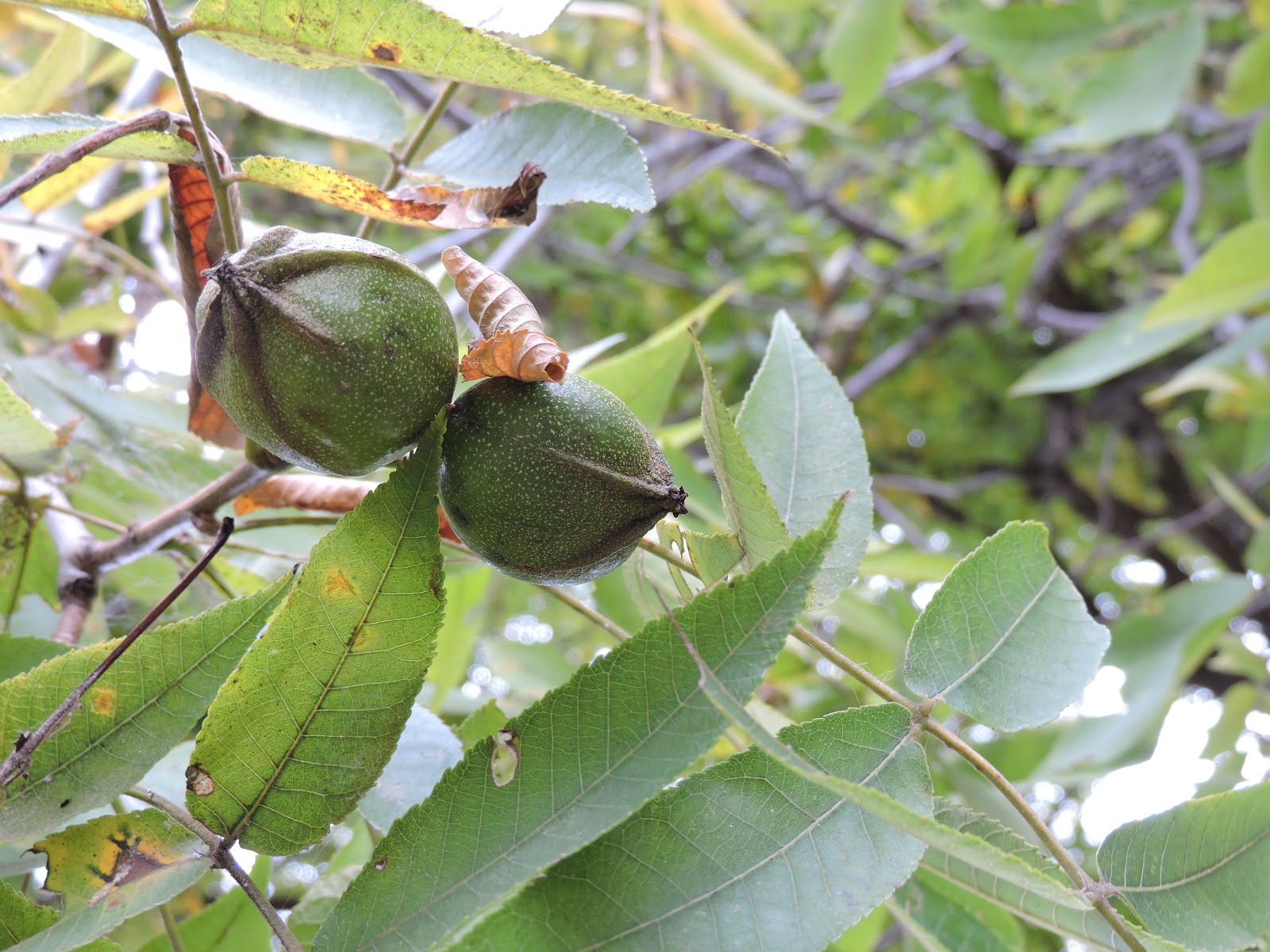 Capital Naturalist by Alonso Abugattas A Hickory Nut Primer