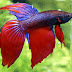 Top Reasons To Keep Betta Fish As A pet