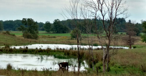 cow wading in a pond