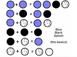 10++ Blue/Black/Splash Brahma Hatching Eggs-NPIP Certified