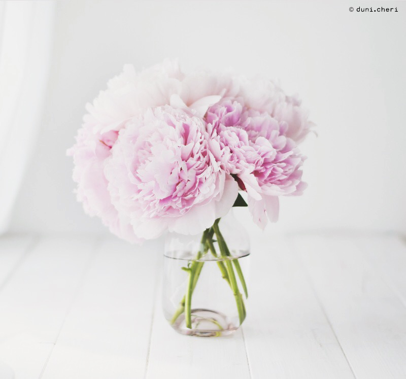 peonies pink white peonies pink white