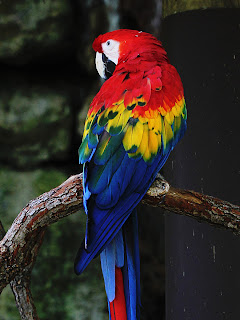 Macaw Duplicate; Mode Grain Merge; Opacity 50%