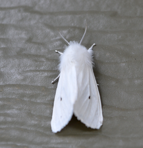 Art Threads: An Agreeable Tiger Moth