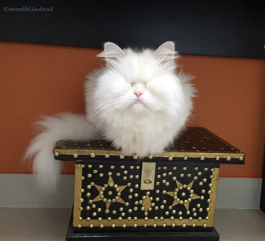 Adopting a blind cat special needs cat adoption, Moet the Blind Cat