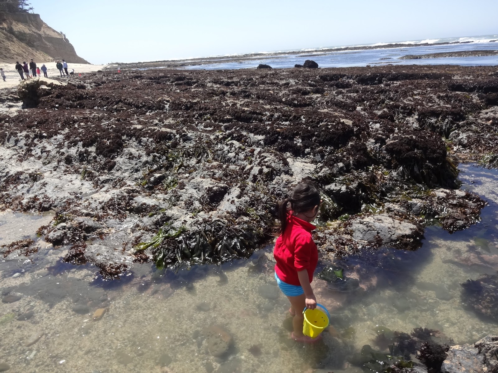 Holly Daze Tide Pools in Half Moon Bay Video
