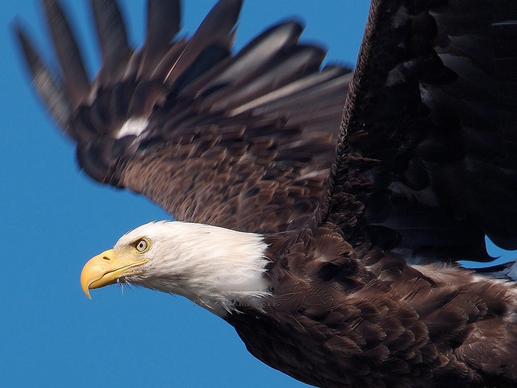 Bald Eagle | Natural Creations