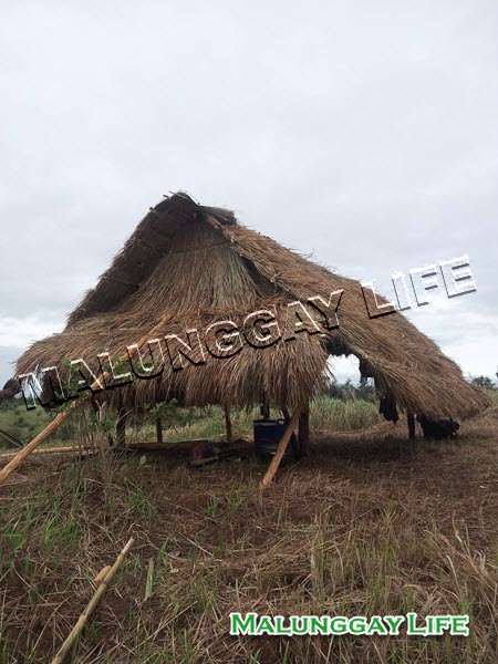 moringa-farm-shelter
