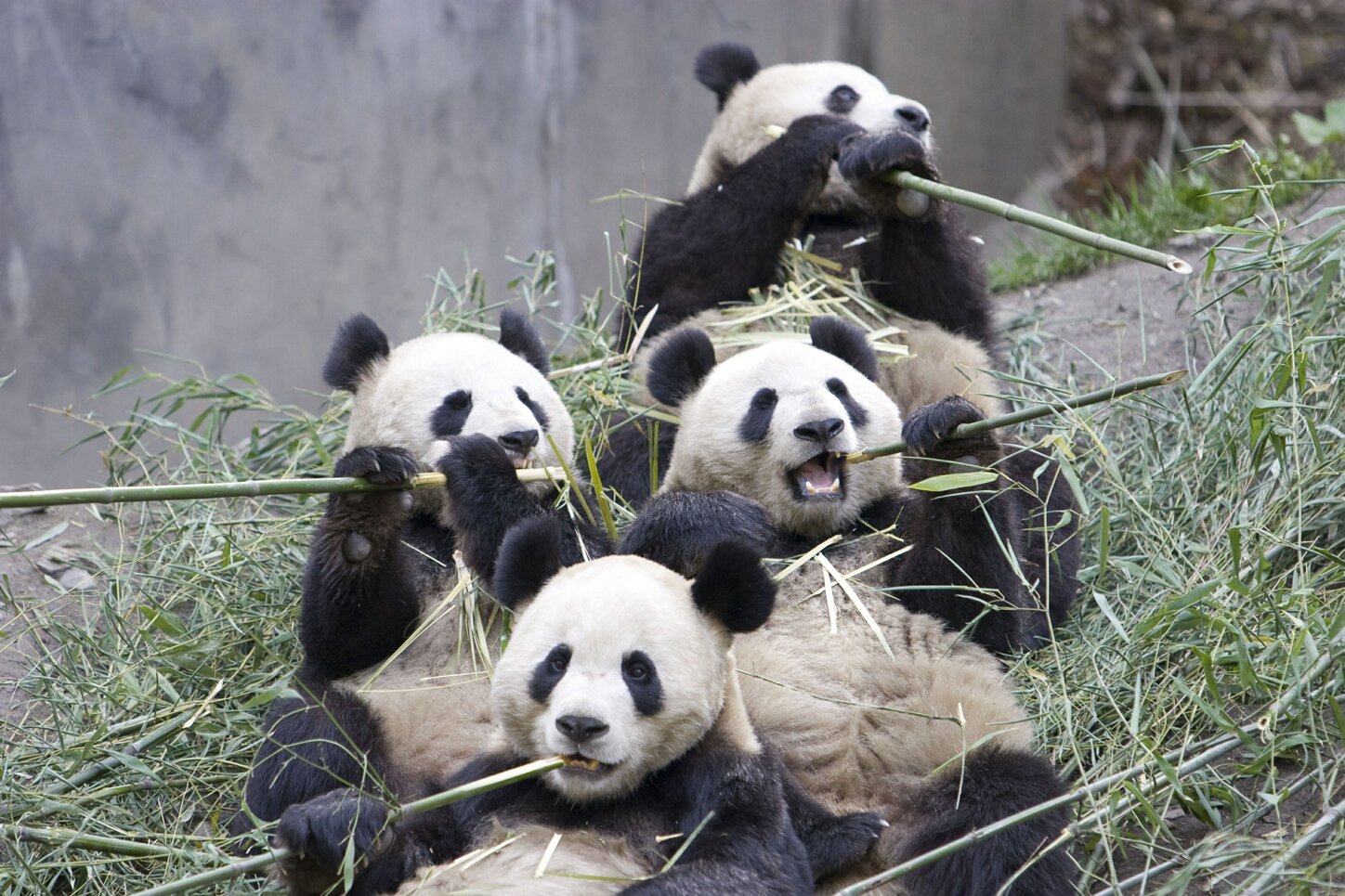 panda-group-eating-bamboo.jpg