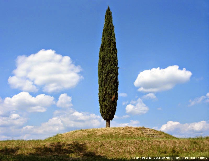 cypress tree hades symbol cypress tree hades symbol