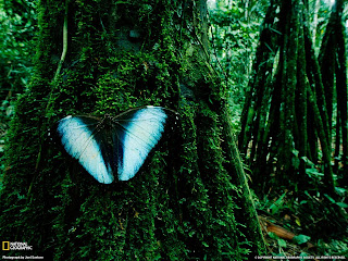 Huge Blue Butturfly on Moss Covered Tree National Geographic Photo Rain Forest Wallpaper