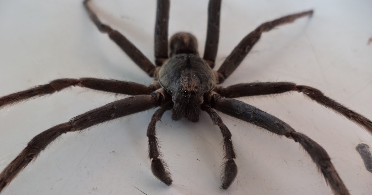 Poisonous Pictures Of Huntsman Spiders, Huntsman Spider Toowoomba ...