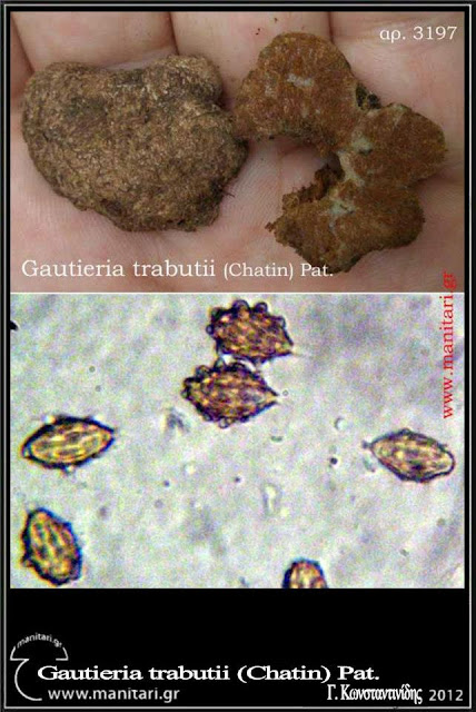 Gautieria trabutii (Chatin) Pat.