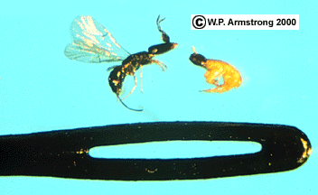 Pleistodontes imperialis