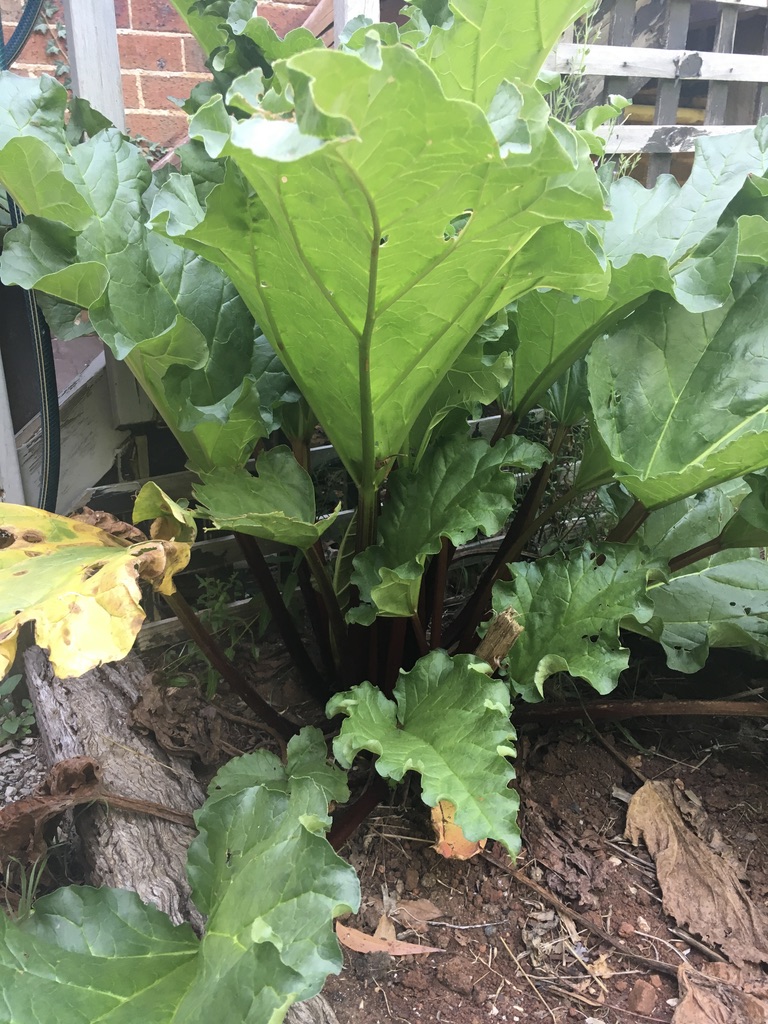 Beyond My Picket Fence Rhubarb Harvest