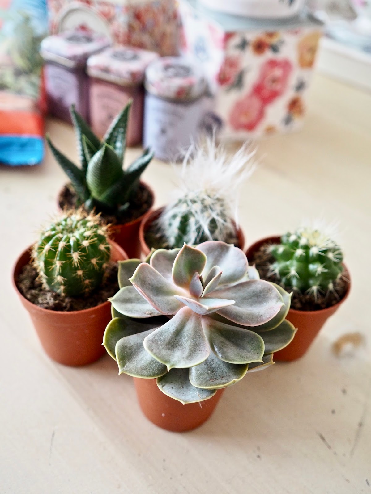 Planting succulents in old tea tins Dainty Dress Diaries