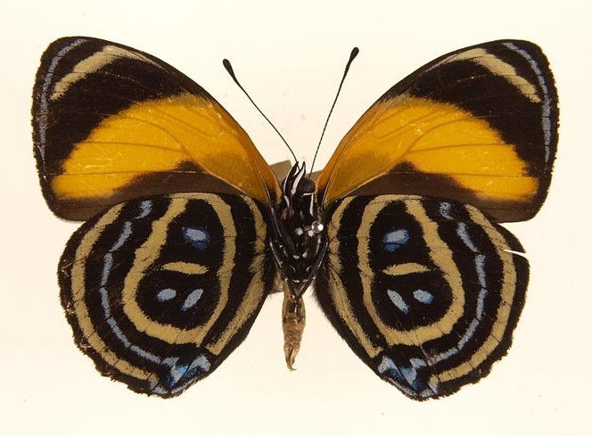 DJBM - Filatélico: ANIMALS – INSECTS – BUTTERFLIES – SUPERB NUMBERWING ...