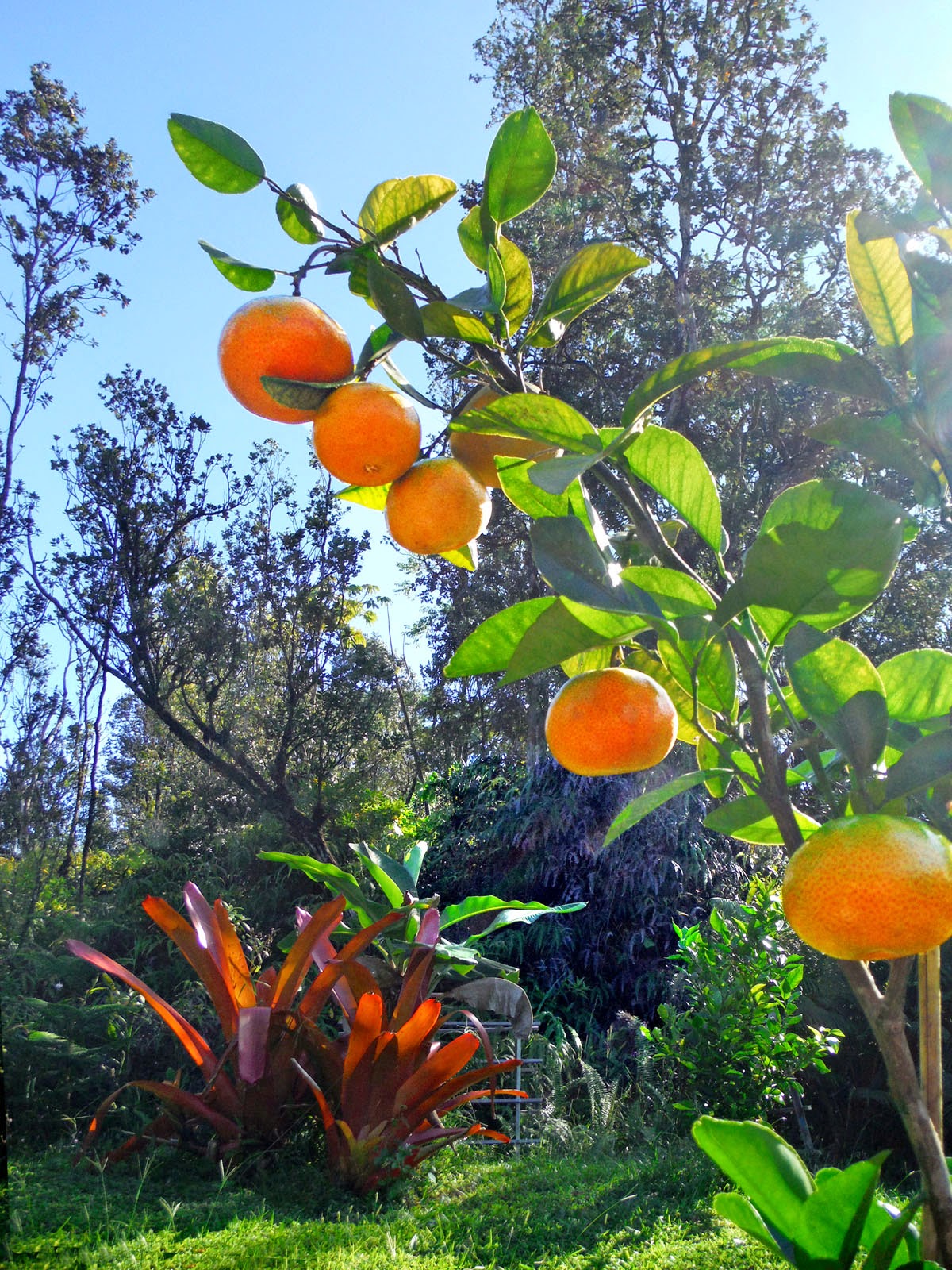 Haysmer Hawaii A Mellow Yellow Tangerine Dream