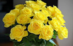 yellow roses widescreen