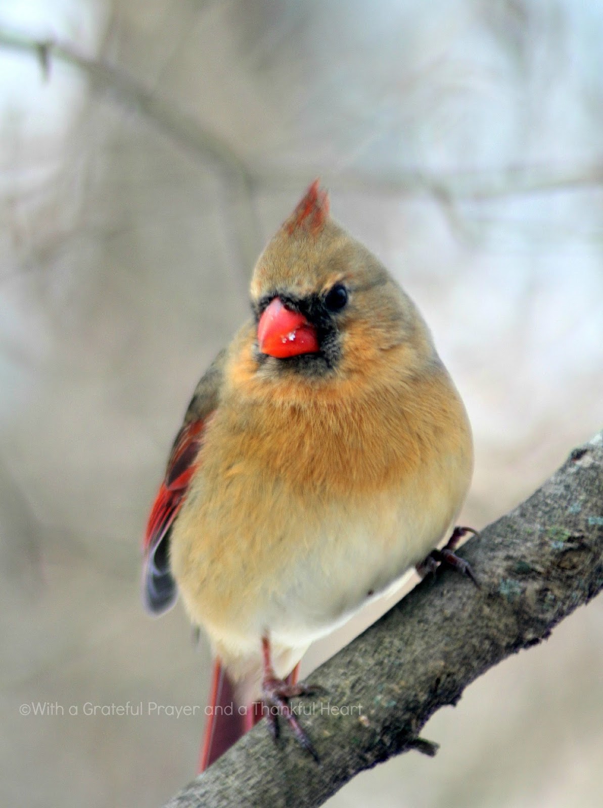 Cardinal In Winter Grateful Prayer Thankful Heart