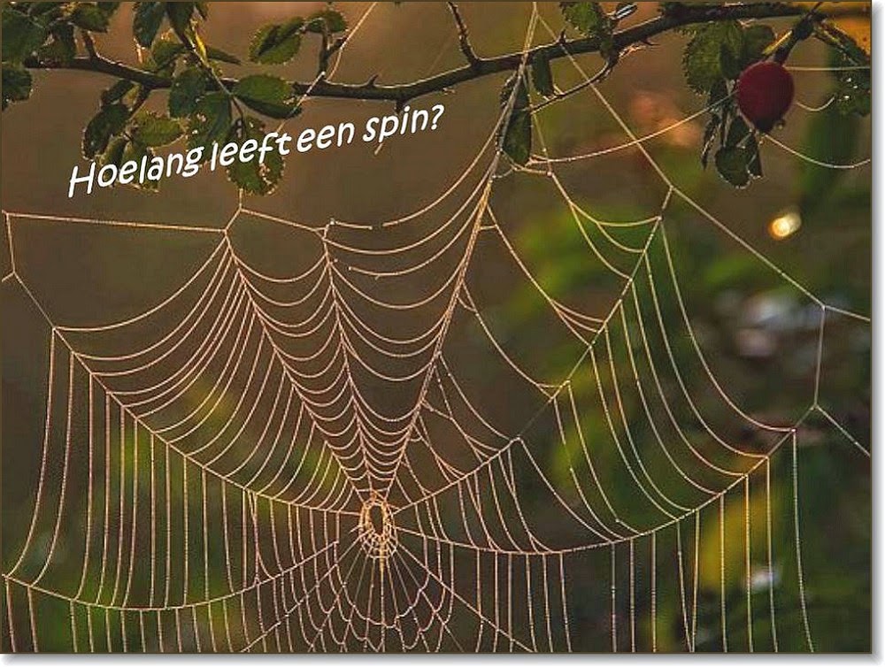 NATUUR mijn PASSIE - NATURE and POETRY: Hoe lang leeft een spin?