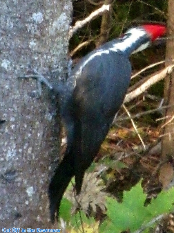 Cut Off in the Keweenaw: Woody Woodpecker