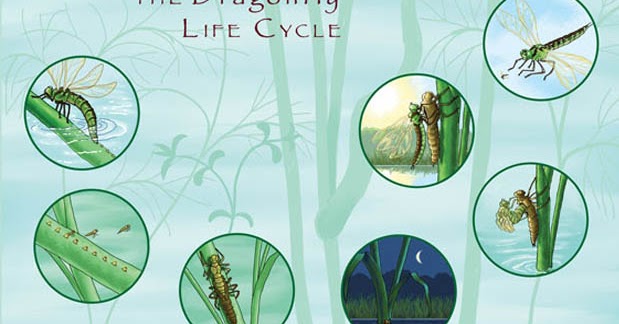 Metamorfosis Capung Tahapan Proses Gambar Dan Penjelasannya