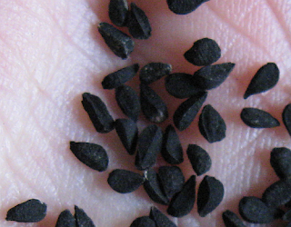 black seeds(kalonji) health benefits in urdu