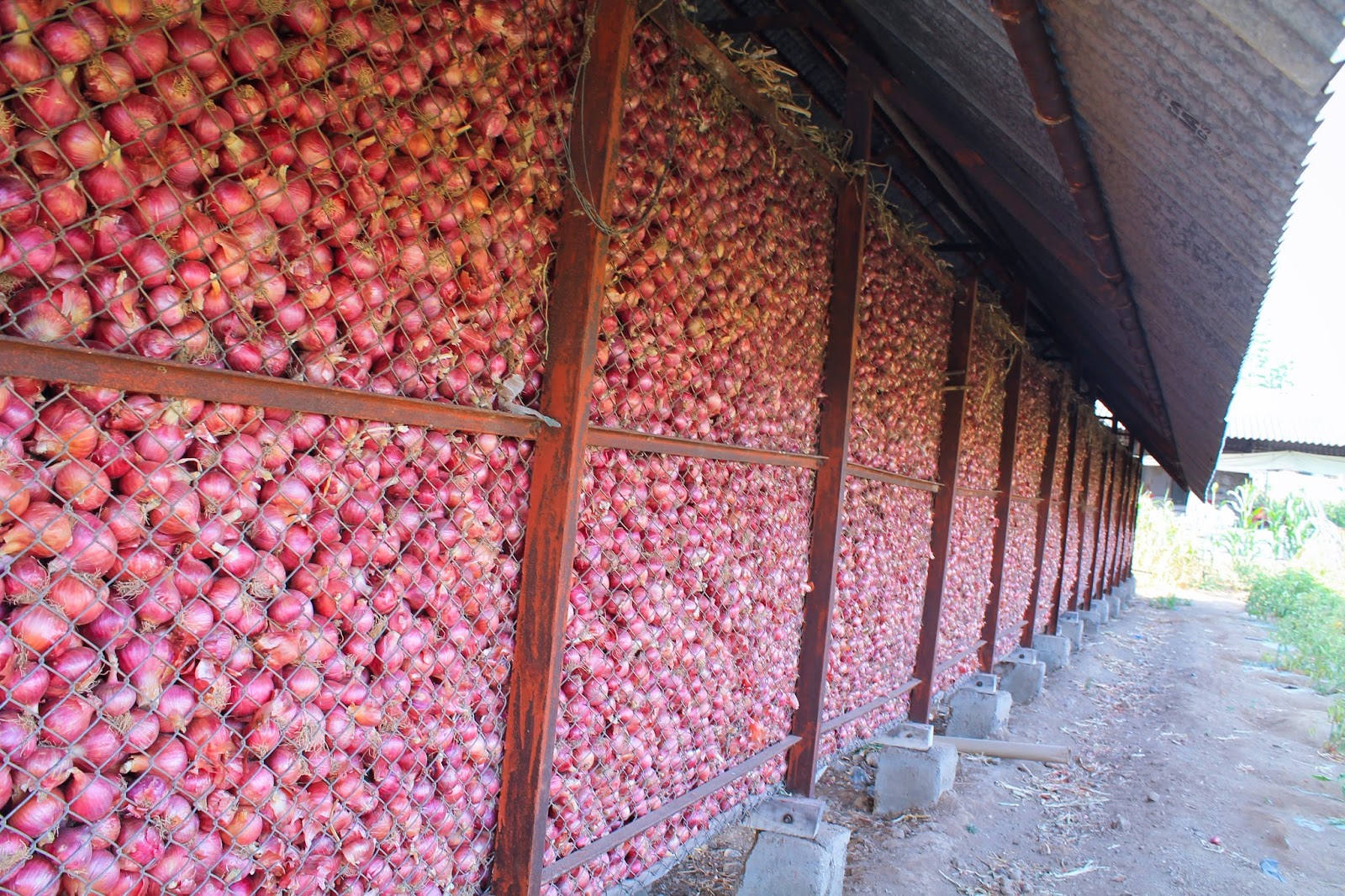 TRAVELLING ACROSS INDIA A NEVERENDING JOURNEY. NASHIK THE ONION