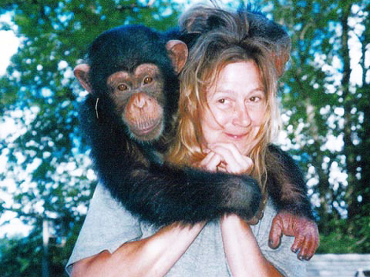 travis chimpanzee face travis chimpanzee face