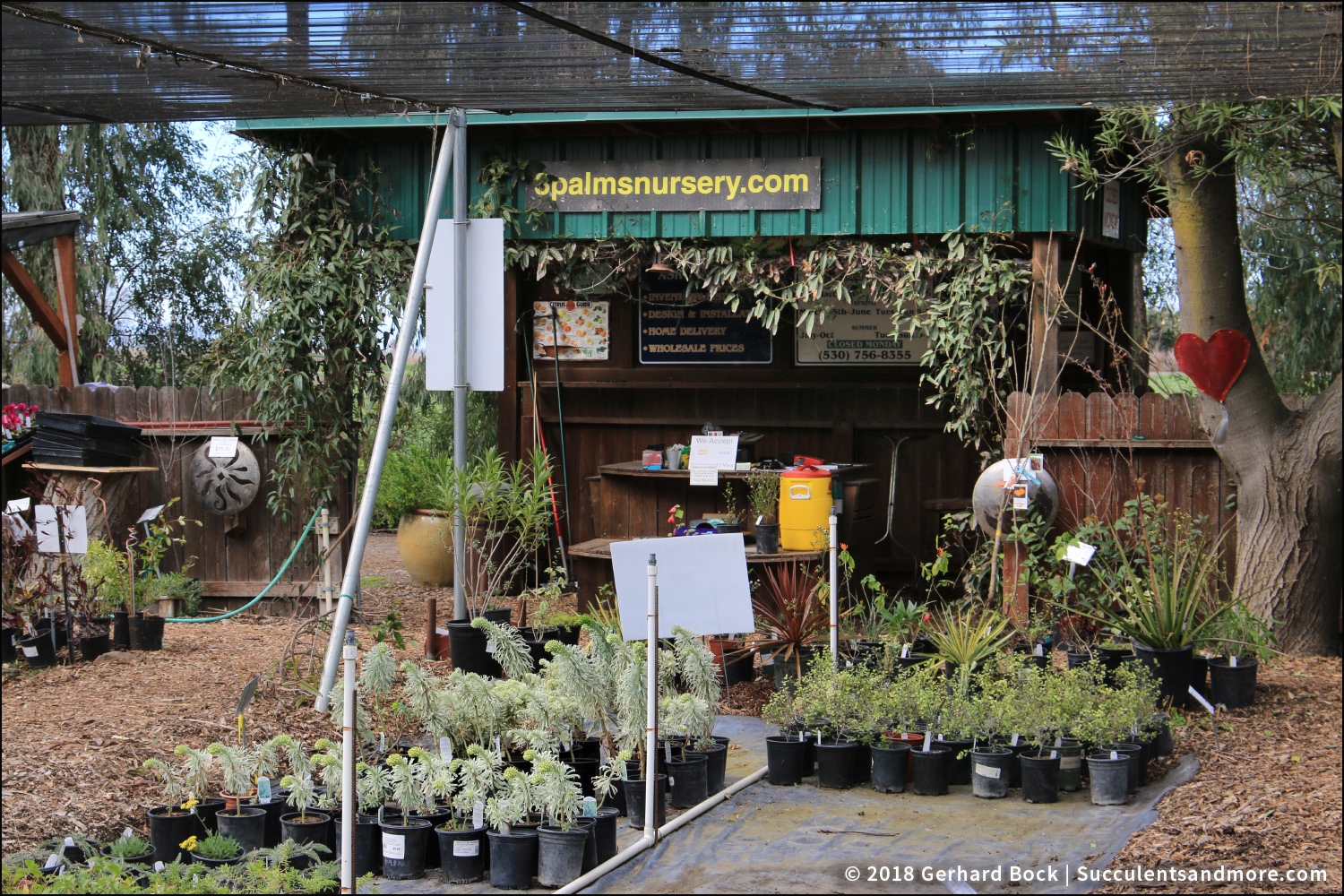 Three Palms Nursery a horticultural treasure in my own backyard