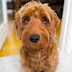 14 Reasons Goldendoodles Are The Worst Indoor Dog Breed Of All Time