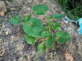 Anak pokok tembikai susu