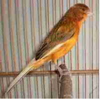 Cara merawat burung kenari Cara merawat burung kenari