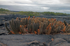 Lava Cactus(Brachycereus Nesioticus)