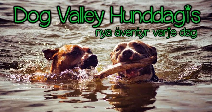 Dog Valley Hunddagis