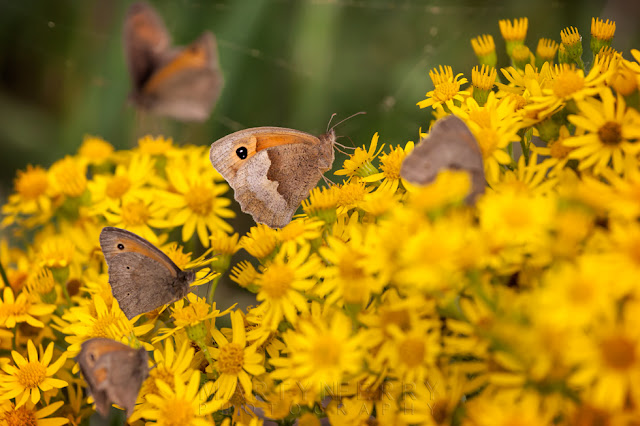 Cloe up image of meadow brown butterflies collecting nectar from flowers