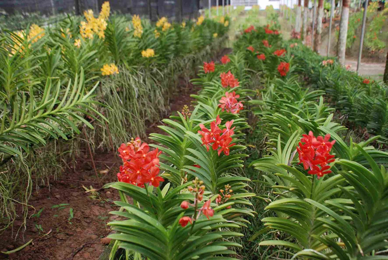 Orchid Farm Travel Gourmande