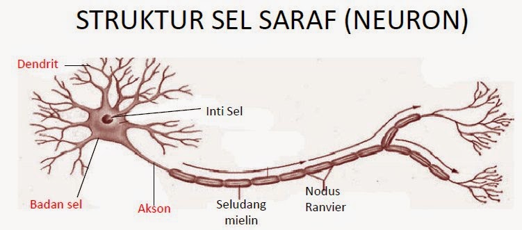 Gambar Neuron Sensorik Struktur Dan Fungsi Jaringan Saraf Pada Hewan