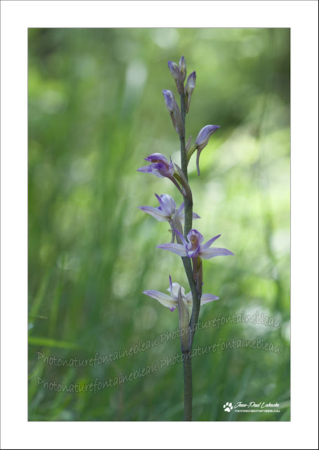 C Est Ma Provence Le Rouge Des Champs Provencaux O Vermelho