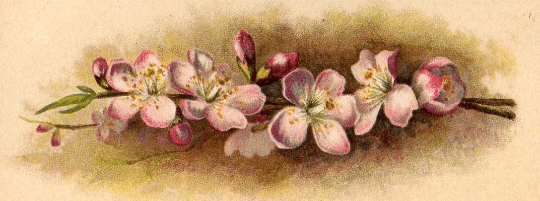 clip art of apple blossom - photo #46