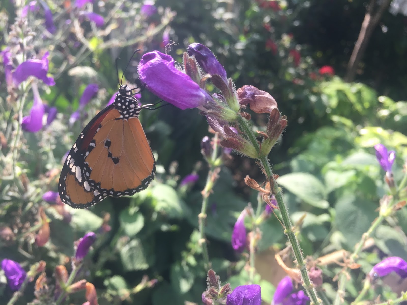 The Horniman Museum Butterfly House The Ark In Space